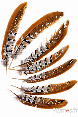 Königsfasan Goldglitzer - 15-20 cm - natur